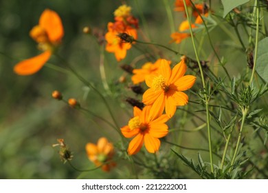 Sulfur Kenikir Is A Flowering Plant Native To Mexico And Belongs To The Kenikir-Kenikir Family. This Plant Is Also A Natural Habitat For The Insect Anagrus Nilaparvatae.