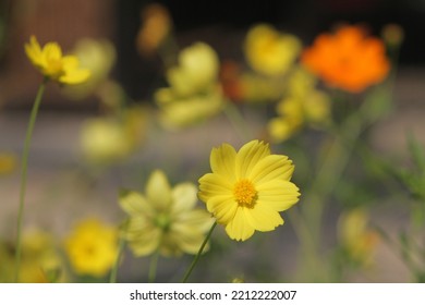 Sulfur Kenikir Is A Flowering Plant Native To Mexico And Belongs To The Kenikir-Kenikir Family. This Plant Is Also A Natural Habitat For The Insect Anagrus Nilaparvatae.