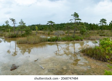 Sulfur Pond, which are water llamas formed on the periphery of a moss bog, they are supplemented and maintained by the inflow of water from hydrogen sulphide sources, Raganu swamp, Latvia - Shutterstock ID 2068747484