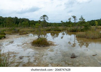 Sulfur Pond, which are water llamas formed on the periphery of a moss bog, they are supplemented and maintained by the inflow of water from hydrogen sulphide sources, Raganu swamp, Latvia - Shutterstock ID 2068747628