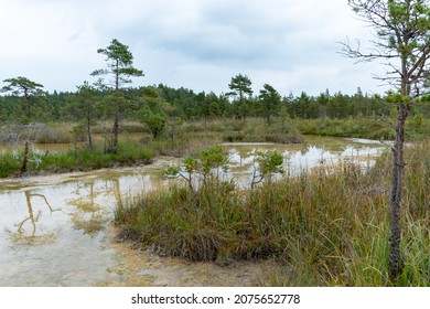 Sulfur Pond, which are water llamas formed on the periphery of a moss bog, they are supplemented and maintained by the inflow of water from hydrogen sulphide sources, Raganu swamp, Latvia - Shutterstock ID 2075652778