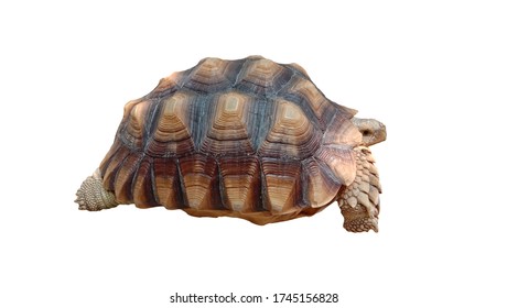 Sulkata Turtles African Turtles Known Gentrochelys Stock Photo ...