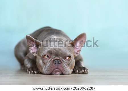 Sulking lilac brindle French Bulldog dog with yellow eyes looking to side in front of blue wall