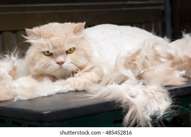 Sulky Persian Cat Between Grooming Hair Stock Photo 485452816 ...