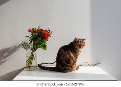 Sullen grumpy cat sits on a white table next to a beautiful bouquet of red roses in the sunlight. World cat day
