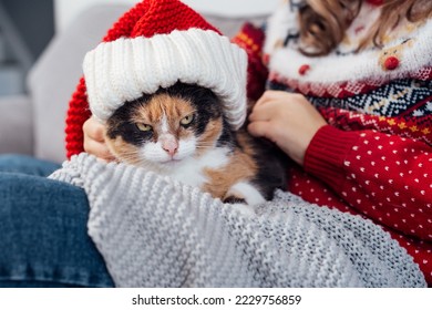 Sullen, grumpy multicolored Cat in Santa Hat lying on the plaid and the female owner knees. Christmas and winter holidays home time. Xmas animals. Selective focus.