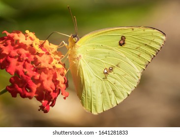 A sulpher butterfly is on a flower extracting necor