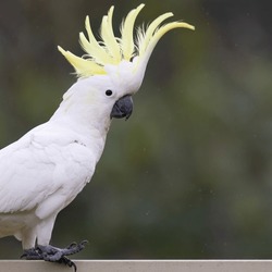 A Sulphur Crested Cockatoo, An Iconic Australian Parrot, With Raised Yellow Crest Feathers Sitting On An Urban Fence On The Gold Coast In Queensland, Australia.