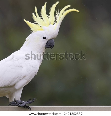 A sulphur crested cockatoo, an iconic Australian parrot, with raised yellow crest feathers sitting on an urban fence on the Gold Coast in Queensland, Australia.