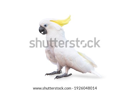sulphur crested cockatoo isolated on white background with clipping path