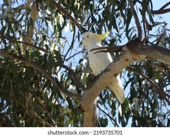 Sulphur Crested Cockatoo In Native Australian Gum Tree