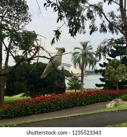  Sulphur crested cockatoo perched on a gum tree in the Royal botanic gardens with the opera house and the sydney harbour bridge in the background - Powered by Shutterstock