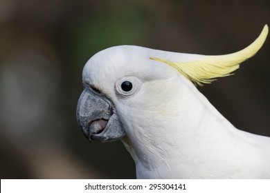 1,122 Parrot tongue Images, Stock Photos & Vectors | Shutterstock