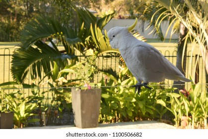 A Sulphur Crested Cockatoo Is Sitting On A Glass Pool Fence