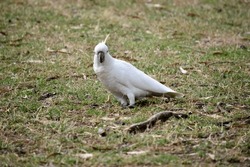 The Sulphur Crested Cockatoo Is A White Bird With A Yellow Crest.