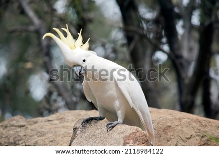 the sulphur crested cockatoo is a white bird. it is perched on a rock.