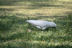 The Sulphur Crested Cockatoo Is A White Cockatoo With A Yellow Crest.