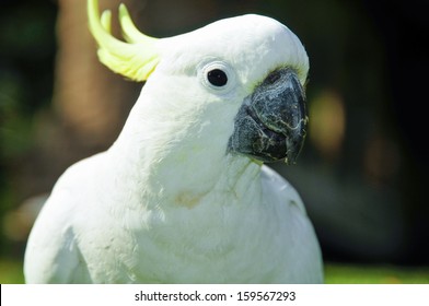 Sulphur crested cockatoo in a wild