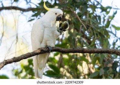 Sulphur Crested White Cockatoo Parrot Sitting In A Passionfruit Tree Eating Passionfruit