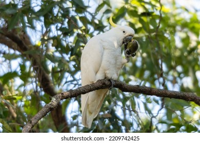 Sulphur Crested White Cockatoo Parrot Sitting In A Passionfruit Tree Eating Passionfruit