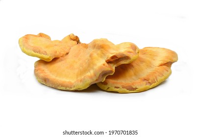 Sulphur Shelf Fungus, Laetiporus Sulphureus, Or Chicken Of The Woods Isolated On White.