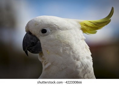 Sulphur-Crested Cockatoo in Australia. Close up head shot of the cockatoo showing its beak, yellow crest and white plumage.