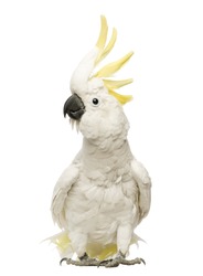 Cockatoo с серой, Cacatua Galerita, 30 лет, с гребнем на белом фоне