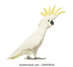 41,684 Cockatoo Images, Stock Photos & Vectors | Shutterstock