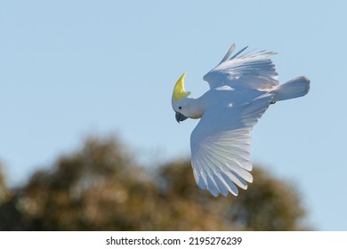 Sulphur-crested cockatoo (Cacatua galerita) flying, Sydney, Australia - Shutterstock ID 2195276239