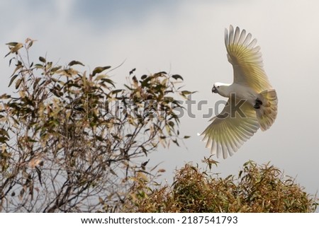 Sulphur-crested cockatoo (Cacatua galerita) landing in a tree