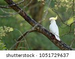 The sulphur-crested cockatoo (Cacatua galerita) is a relatively large white cockatoo found in wooded habitats in Australia and New Guinea and some of the islands of Indonesia. Tasmania