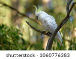 The sulphur-crested cockatoo (Cacatua galerita) is a relatively large white cockatoo found in wooded habitats in Australia and New Guinea and some of the islands of Indonesia. Tasmania