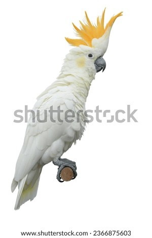 Sulphur-crested Cockatoo Cacatua galerita Sulfur-crested Cockatoo Cacatua galerita perched isolated on a white background. This has clipping path.