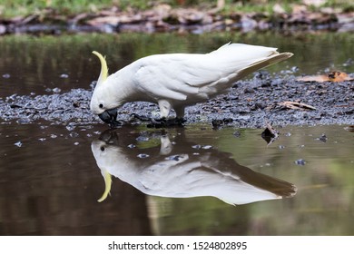 Sulphur-crested Cockatoo Drinking From Pool Of Water