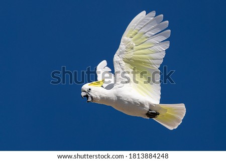 Sulphur-crested Cockatoo flying and crying in the sky