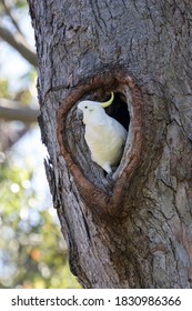 Sulphur-crested Cockatoo At Heart Shaped Nest In Eucalypt Tree