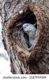 Sulphur-crested Cockatoo At Heart Shaped Nest Entrance