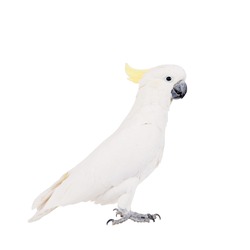 Sulphur-crested Cockatoo, Isolated On White 