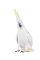 Sulphur-crested Cockatoo, Isolated On White 