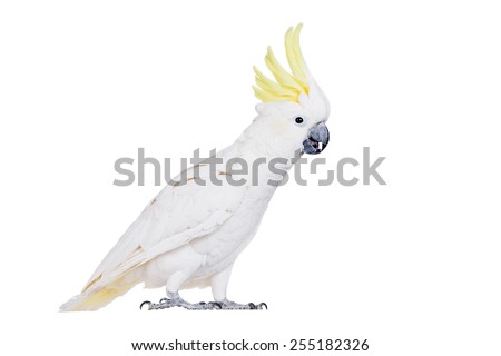 Sulphur-crested Cockatoo, isolated on white 