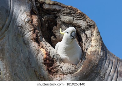 Sulphur-crested Cockatoo At Nest Entrance