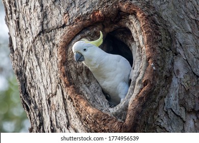 Sulphur-crested Cockatoo At Nest Hole