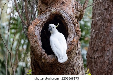 Sulphur-crested Cockatoo At Nest Hole In Gum Tree