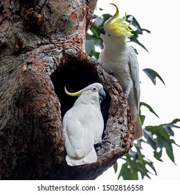 Sulphur-crested Cockatoo Pair At Nest  