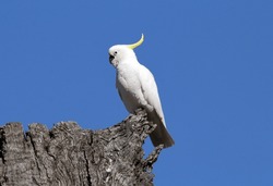 Sulphur-crested Cockatoo Parrot Bird Perched On An Old Tree Stump