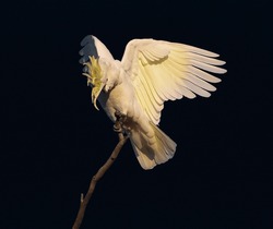 Sulphur-crested Cockatoo Putting On A Spectacular Display