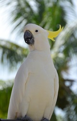 Sulphur-crested Cockatoo - White Parrot