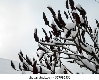 Sumac in the snow