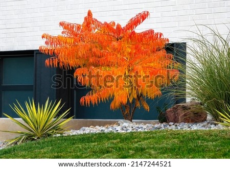 A Sumac tree called Rhus typhina Tiger Eyes, vibrantly orange in the Fall Season. is a beautiful addition in a well landscaped drought resistant garden.