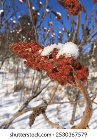 Sumac tree in the snow